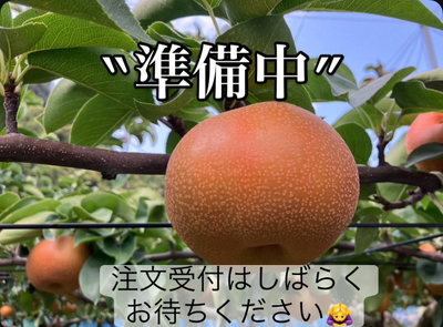 あきづき梨 5kg箱（8～12個）※9月中旬～下旬