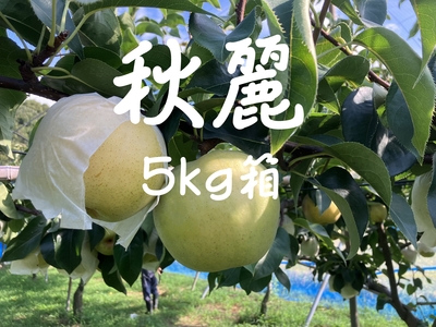 秋麗梨５ｋｇ（10～14個）※8/25～9/10発送