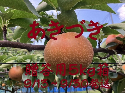 あきづき梨　贈答用５ｋｇ　９月１３～３０発送