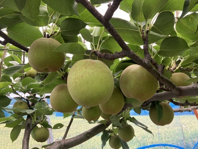 甘太梨　贈答用５ｋｇ　※9/15～10/8