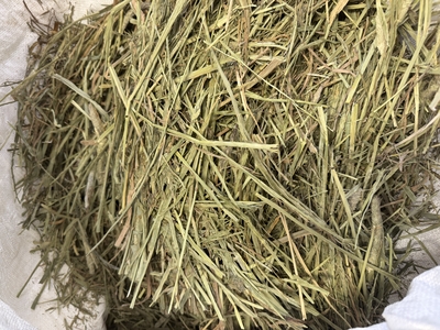 カナダ産プレミアムチモシー500g（茶葉少なめ、柔らかめ、細めロット）