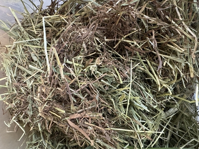 モエレ牧草　アメリカ産2番刈りチモシー550g(茶葉多め 柔らかい)