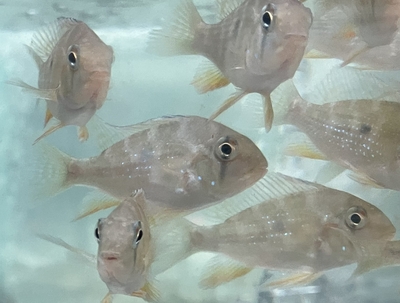 アカリクティスヘッケリー　6ｃｍぐらい