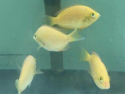 オレンジクロマイド　7ｃｍぐらい