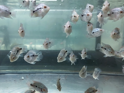 ラウンドフラワーホーン　4cmぐらい