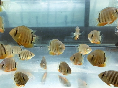 レッドネック セべラム　5ｃｍぐらい