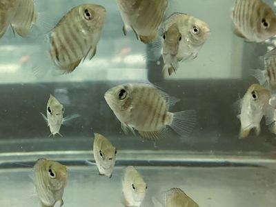 グリーンセべラム　3ｃｍぐらい