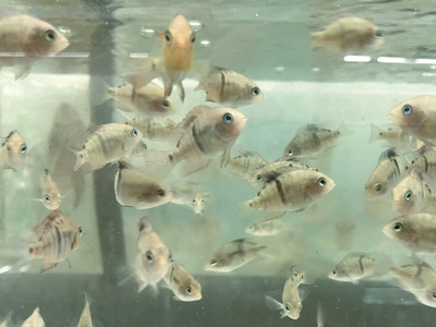 アルコケントルス　サジカ　3ｃｍぐらい