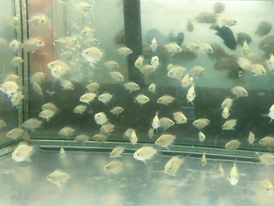 スノーパロット　3ｃｍぐらい