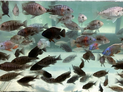 ブルーピーコックシクリッド　8ｃｍぐらい