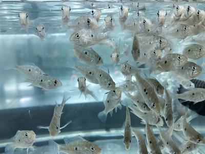 アカリクティスヘッケリーLuo Han　4ｃｍぐらい