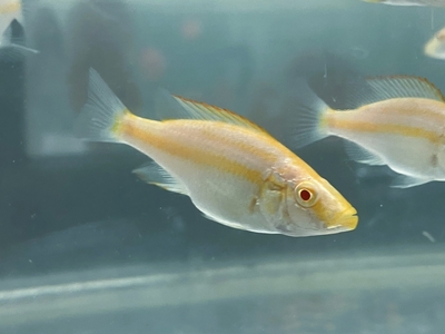 コンプレシケプス　アルビノ　6ｃｍぐらい　