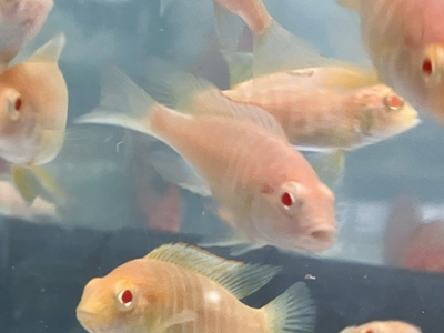 アルビノ　アーリー　6ｃｍぐらい