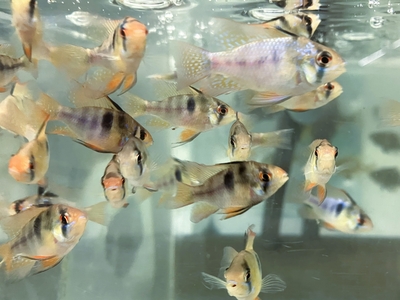 パピリオクロミス ラミレジィ　3ｃｍぐらい