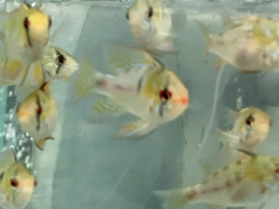 ミクロゲオファ―ガス・ラミレジ　M