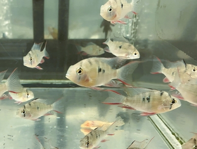 ミクロエゲファガス　アルティスピノサ　M