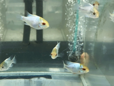 エレクトリックブルーラミレジィ　M