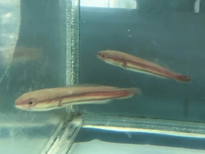 レッドスネークヘッド　8ｃｍぐらい