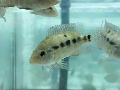 メソヘロス　フェスタ　6ｃｍぐらい