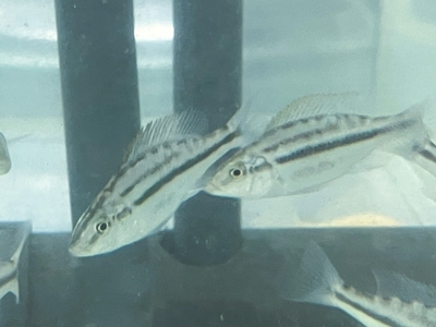 コンプレシケプス　ブルー　5ｃｍぐらい