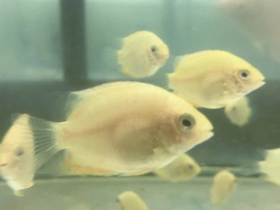 ゴールドセべラム　3ｃｍぐらい