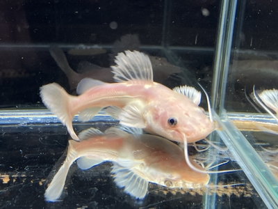 ゴールデンレッドテールキャット　12ｃｍぐらい