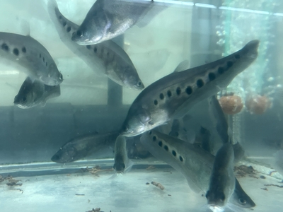 スポットクラウンナイフフィッシュ　12ｃｍぐらい