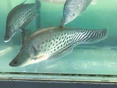 ロイヤルナイフフィッシュ　18cmぐらい