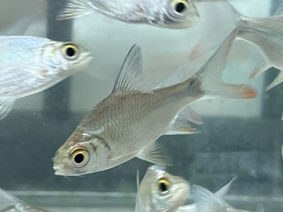 レッドテールティンフォイルバルブ　6cmぐらい