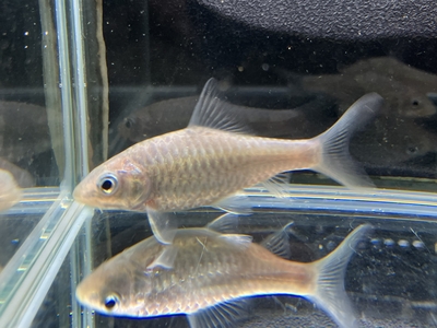 ゴールデンマハシール　6ｃｍぐらい