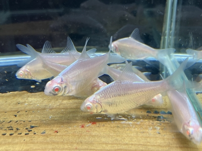 プラチナティンフォイルバルブ　4ｃｍ前後