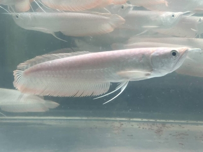 シルバーアロワナ　38ｃｍ前後