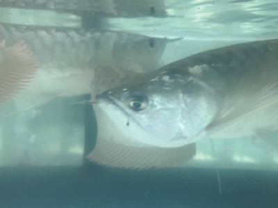 シルバーアロワナ　38ｃｍ前後　目だれ有り