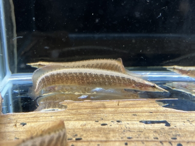 バンテッドスパイニーイール　10ｃｍ前後