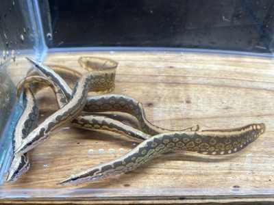 マスタセンベルス　アルマトゥス　10ｃｍぐらい