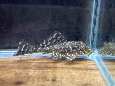 ゴールデンストライプサッカープレコ　6ｃｍぐらい