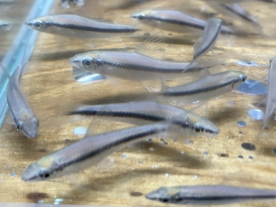 サイアミーズ・フライングフォックス　4ｃｍぐらい