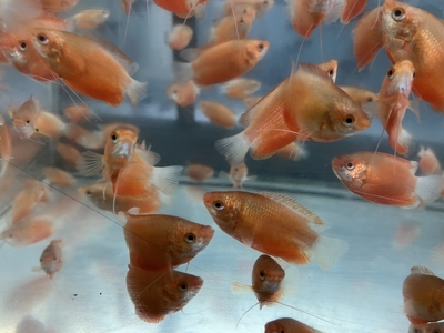 レッドハニーグラミー　M