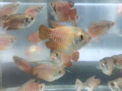 ドワーフグーラミー　4ｃｍぐらい