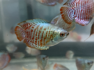 ネオンドワーフグーラミー　4ｃｍぐらい