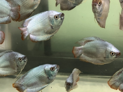 コバルトドワーフグーラミー　4ｃｍぐらい