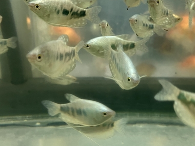 マーブルグラミー　5ｃｍぐらい