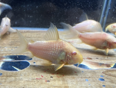 コリドラス・アルビノ・ステルバイ　ML