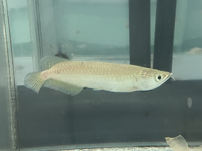 ノーザンバラムンディ　12ｃｍぐらい