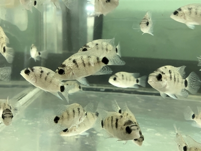 ビエジャ　アルゲンティア　5ｃｍぐらい