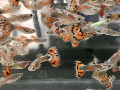 ブルーバリガーターグッピー　♂