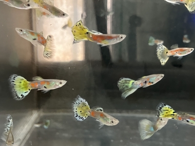 グリーンバリガーターグッピー　♂