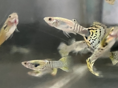 グリーンキングコブラグッピー　♂