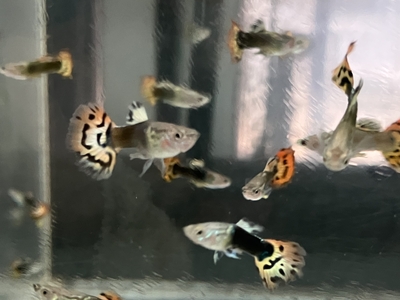 タキシードバリガータースネークスキングッピー♂　