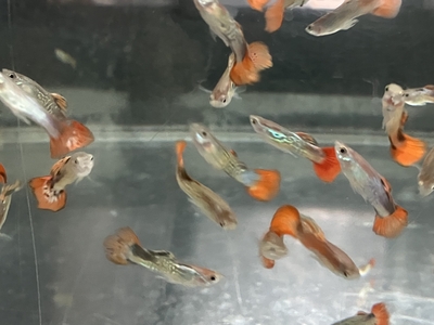 レッドキングコブラグッピー　♂